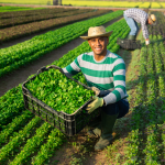 Agricultural Worker Visa in Romania
